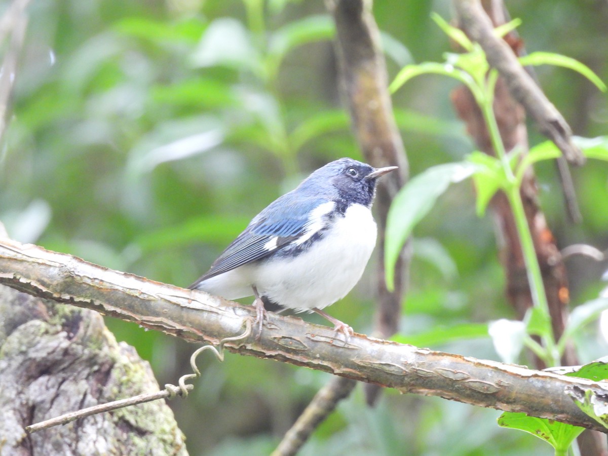סבכון שחור-גרון - ML645289435