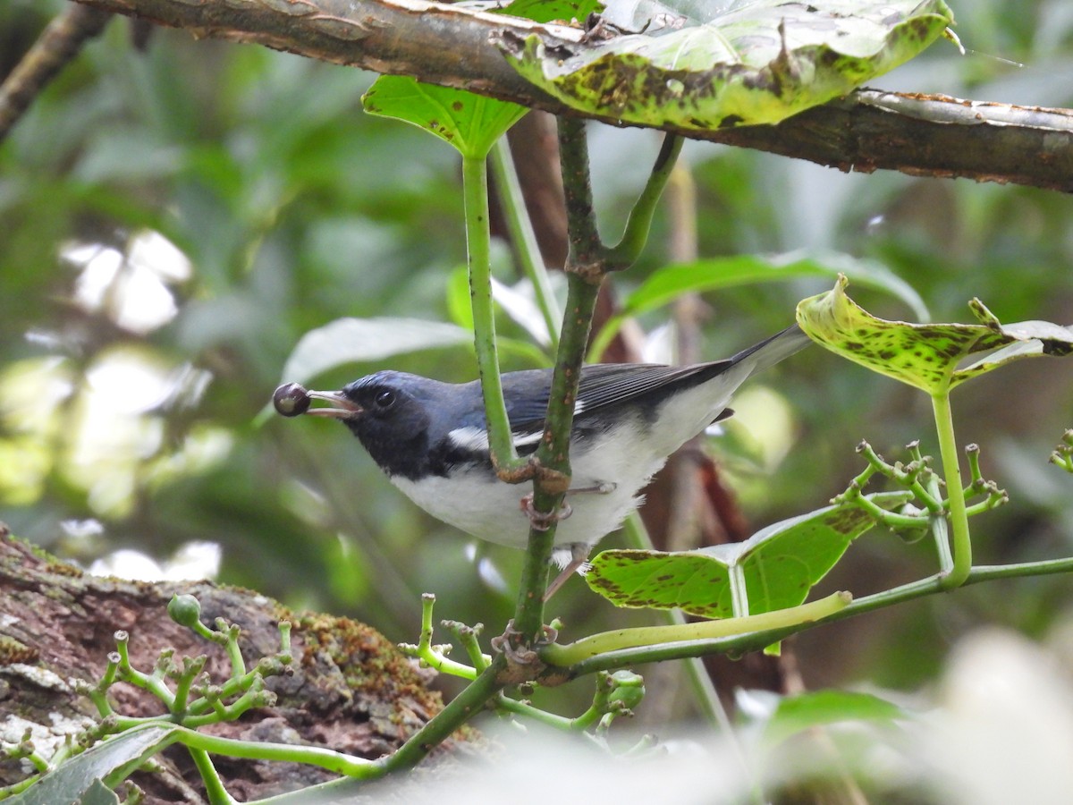 סבכון שחור-גרון - ML645289436