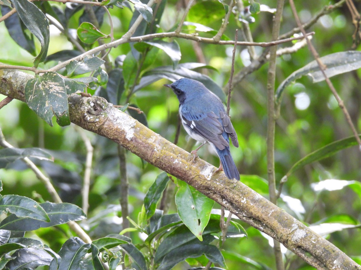 סבכון שחור-גרון - ML645289437