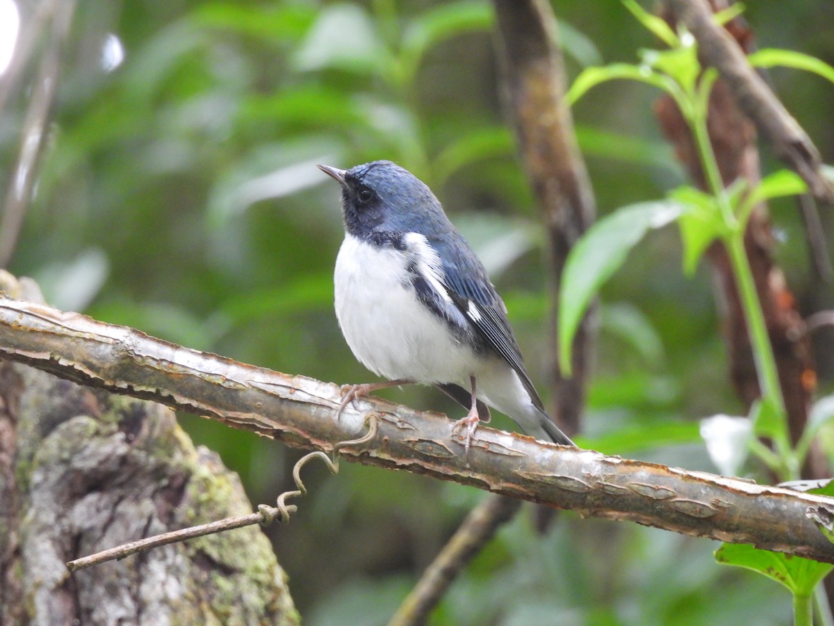 סבכון שחור-גרון - ML645289438