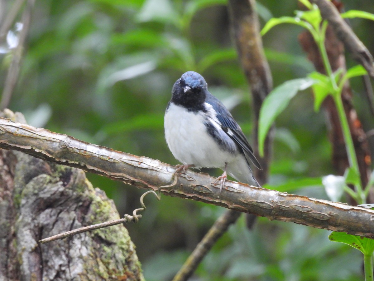 סבכון שחור-גרון - ML645289440