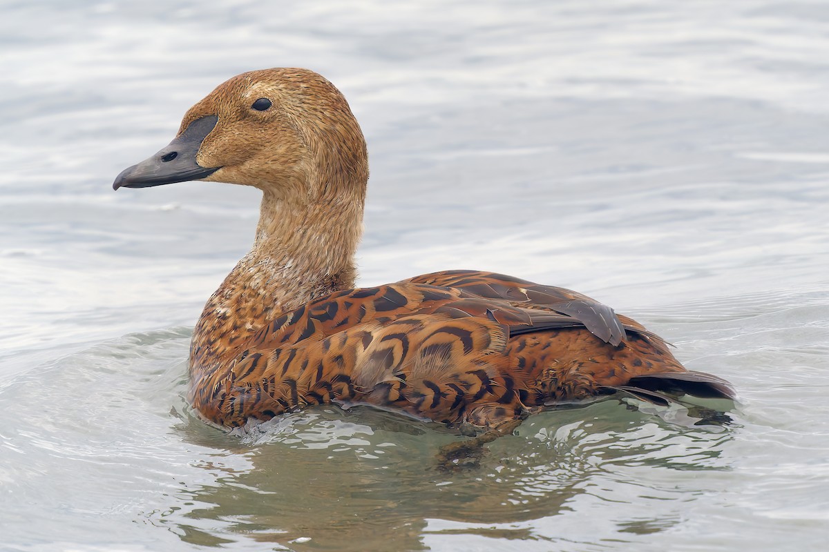 Гага-гребенушка - ML645289452