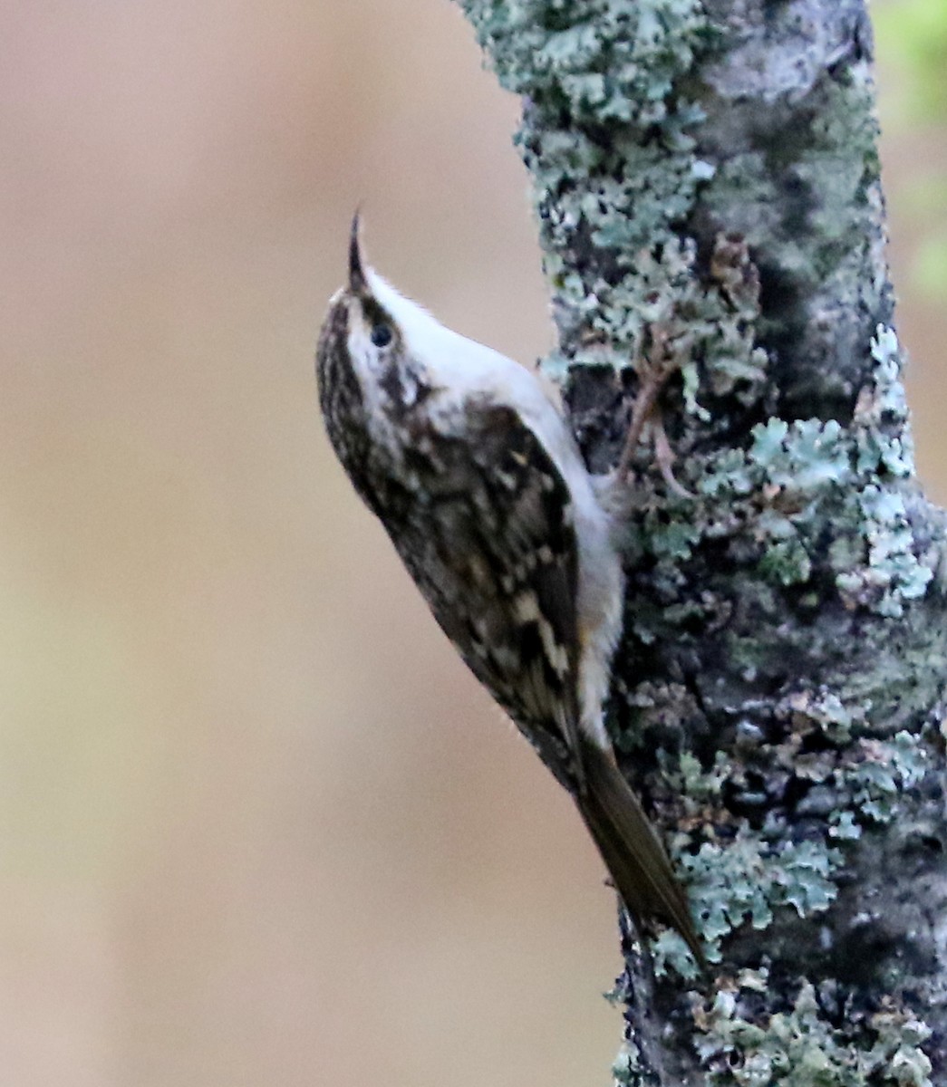Brown Creeper - ML645289458