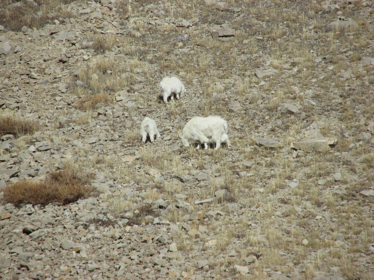 Mountain Goat - ML645289459