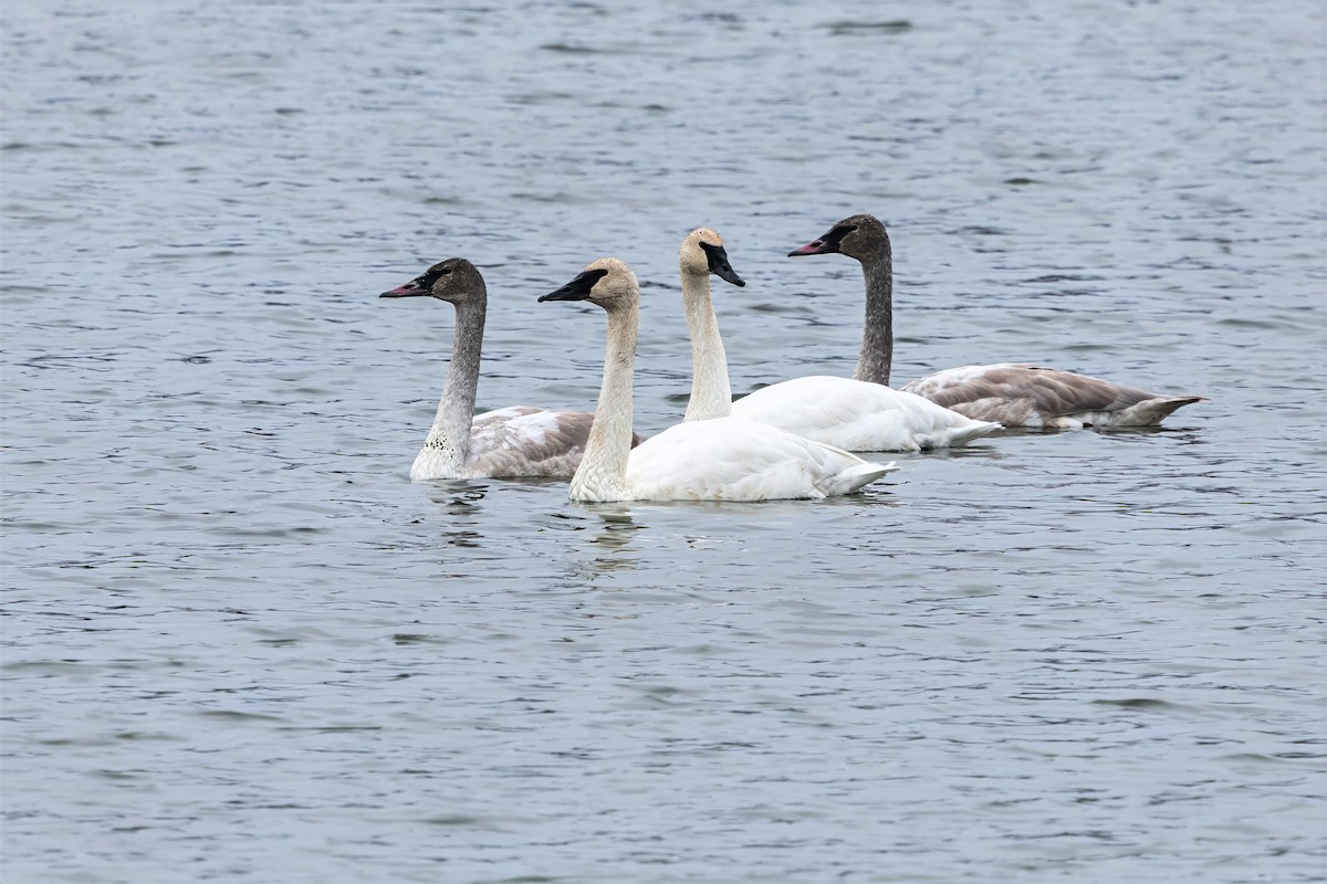 Trumpeter Swan - ML645289460