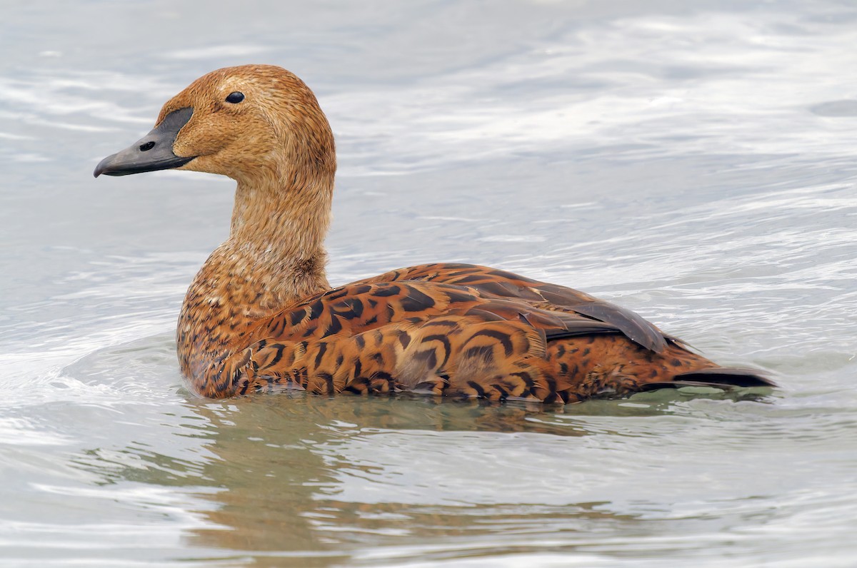 Гага-гребенушка - ML645289461