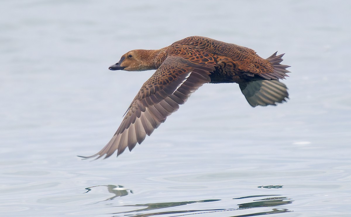 Гага-гребенушка - ML645289470