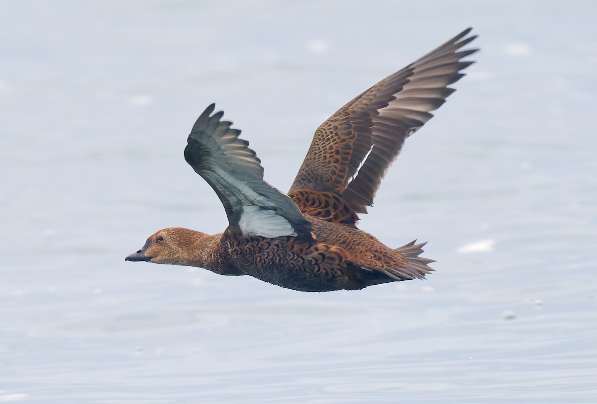 Гага-гребенушка - ML645289471