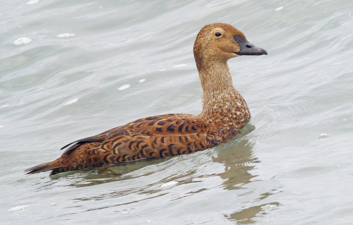 Гага-гребенушка - ML645289482