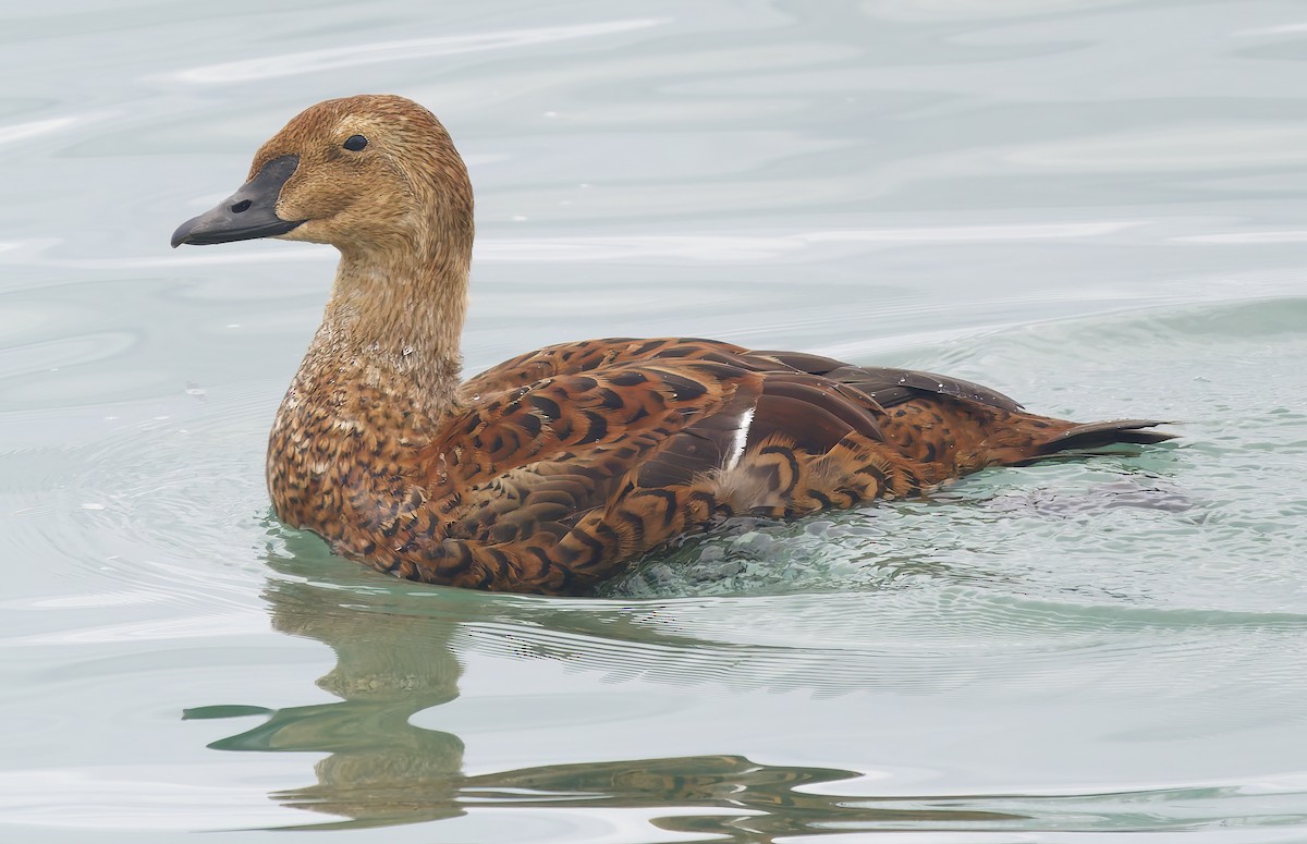 Гага-гребенушка - ML645289499