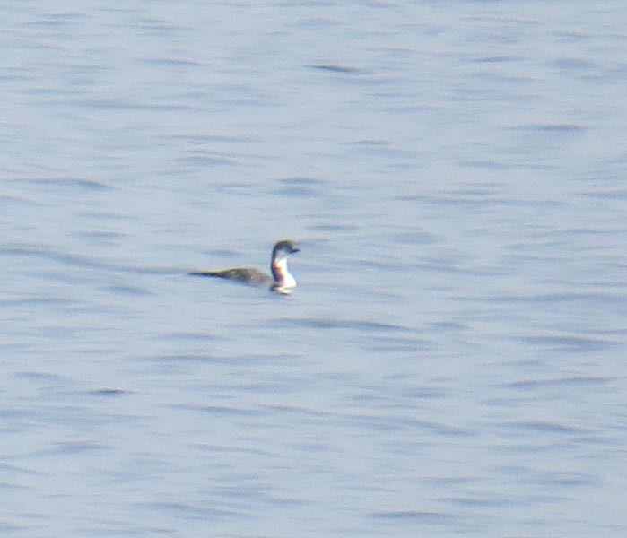 צוללן אדום-גרון - ML645289502