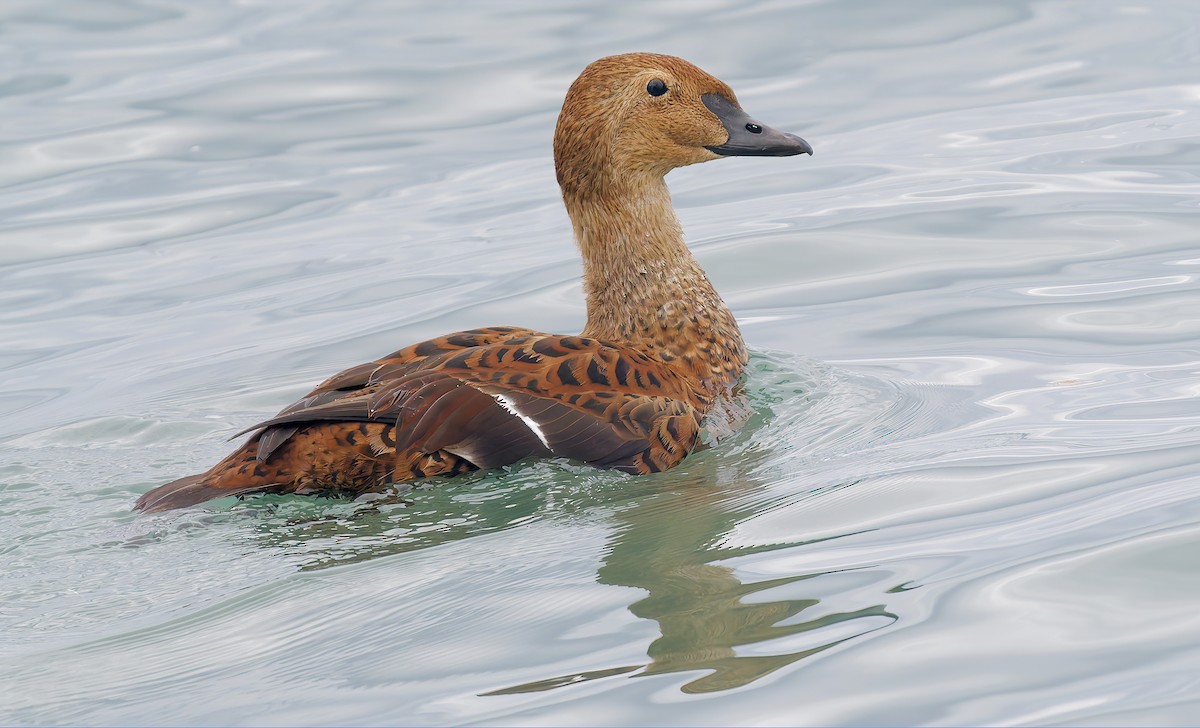 Гага-гребенушка - ML645289503