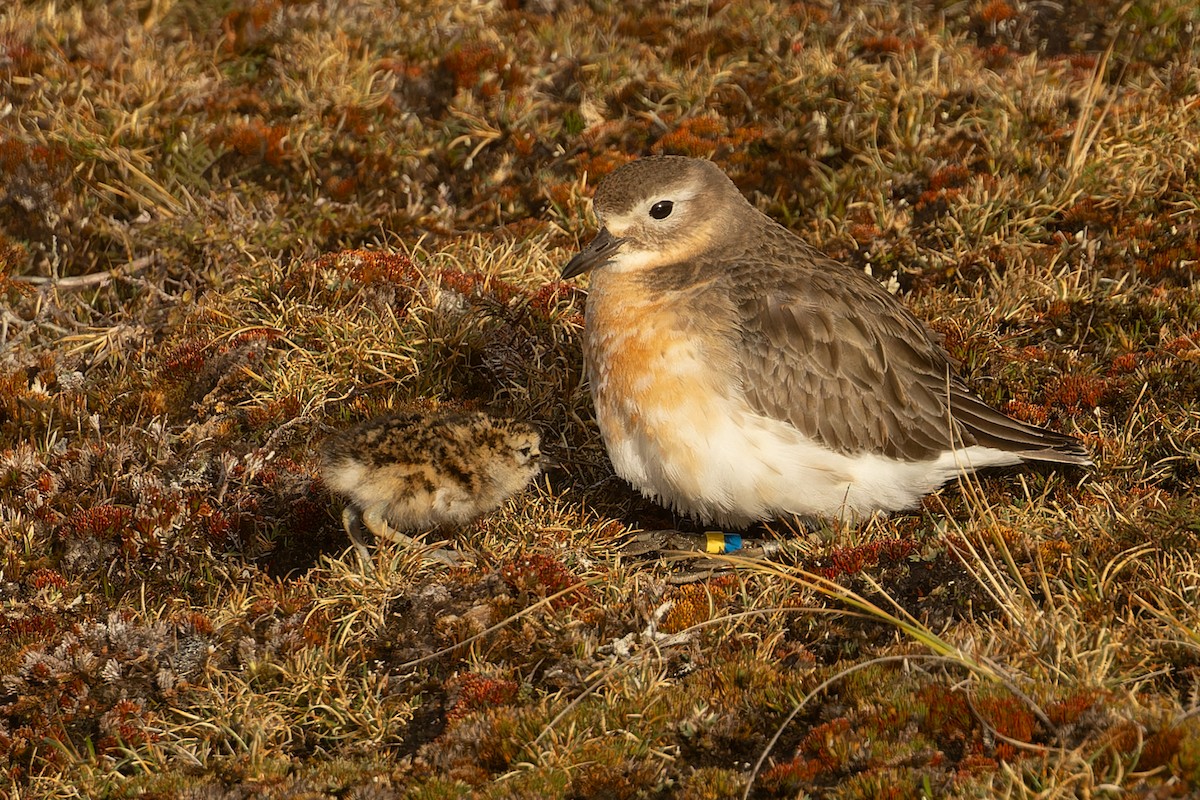 Red-breasted Dotterel (Southern) - ML645289504