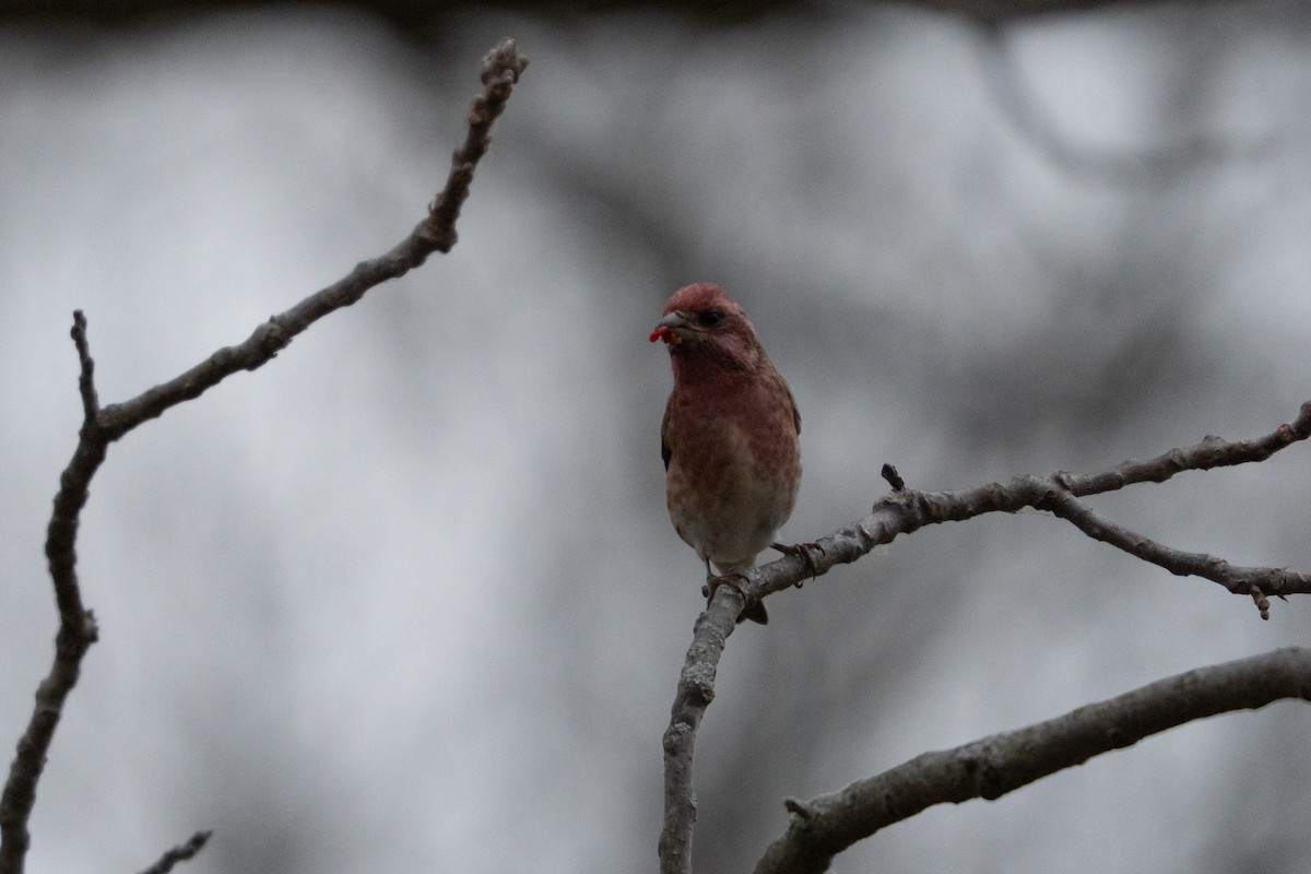 Roselin pourpré - ML645289505