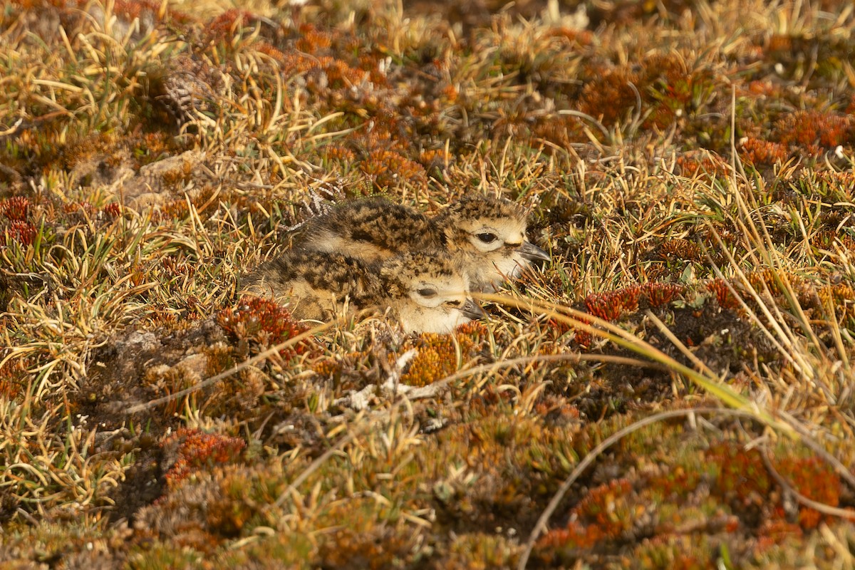 Red-breasted Dotterel (Southern) - ML645289506