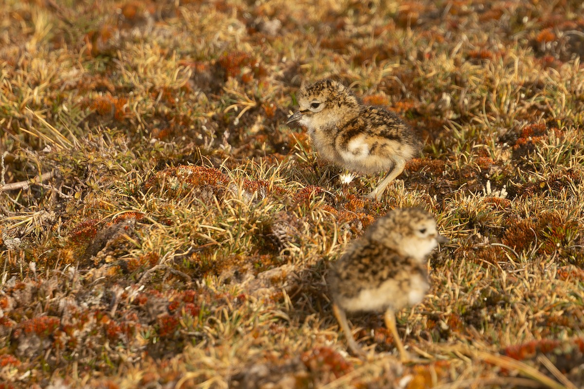 Red-breasted Dotterel (Southern) - ML645289507