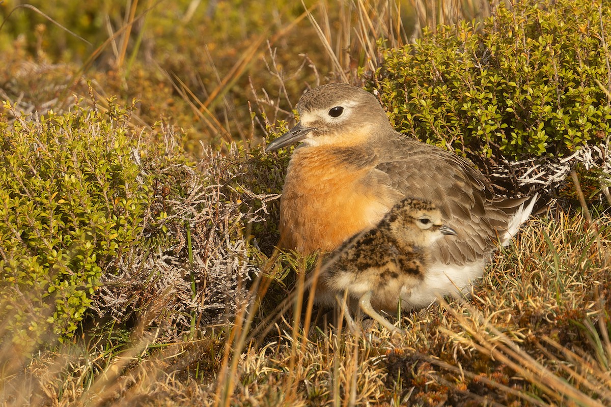 Red-breasted Dotterel (Southern) - ML645289508