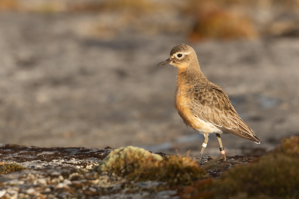 Red-breasted Dotterel (Southern) - ML645289512