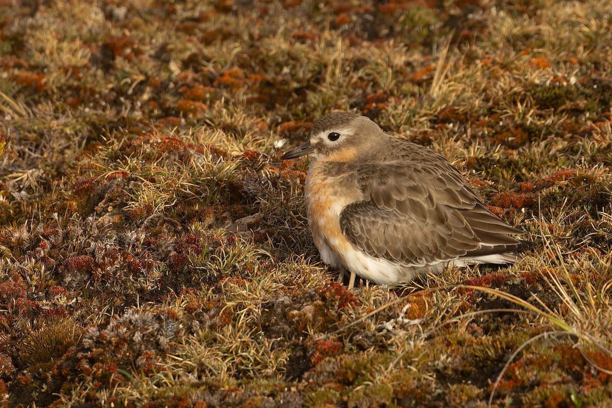 Red-breasted Dotterel (Southern) - ML645289513