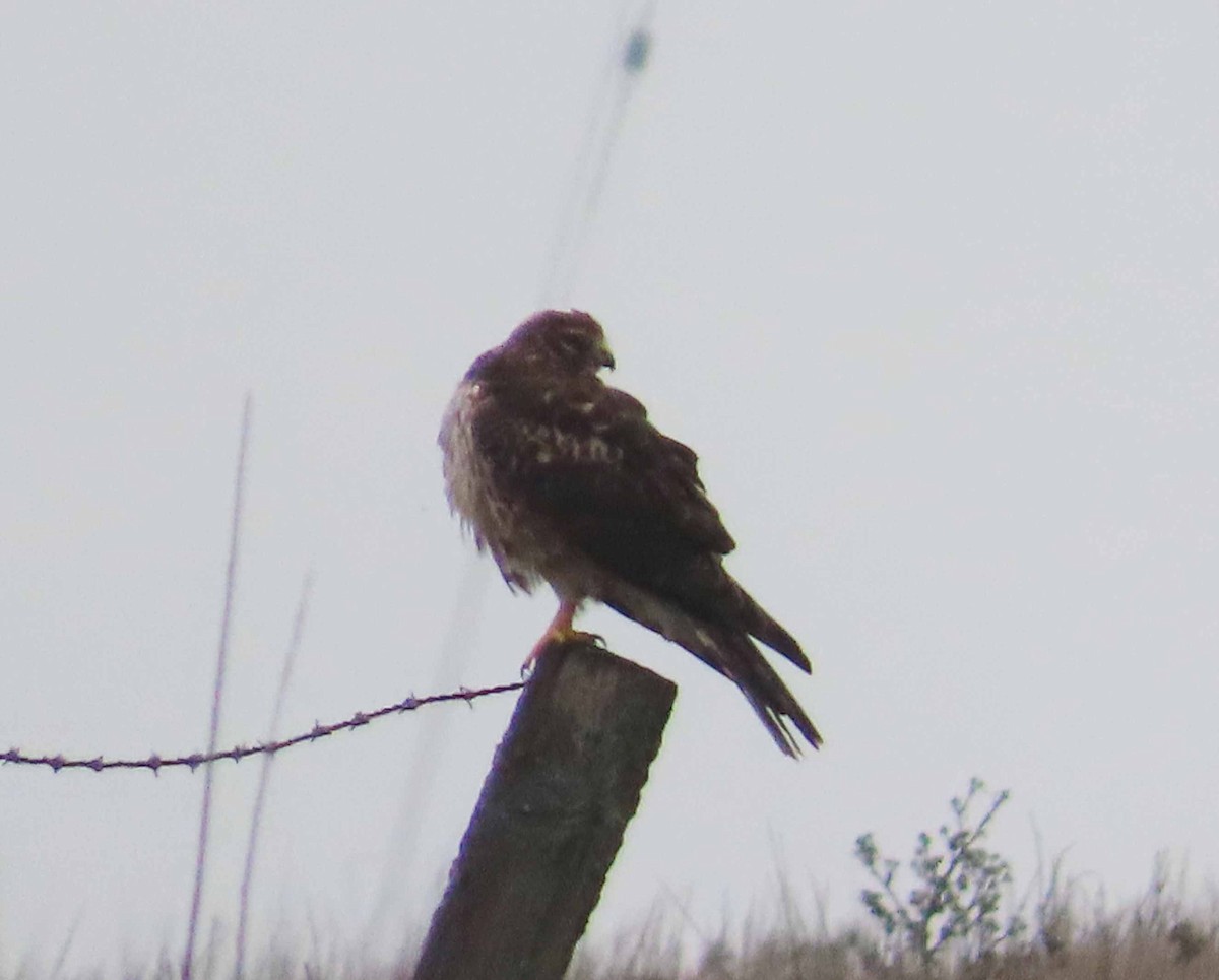 moták severoamerický - ML645289520