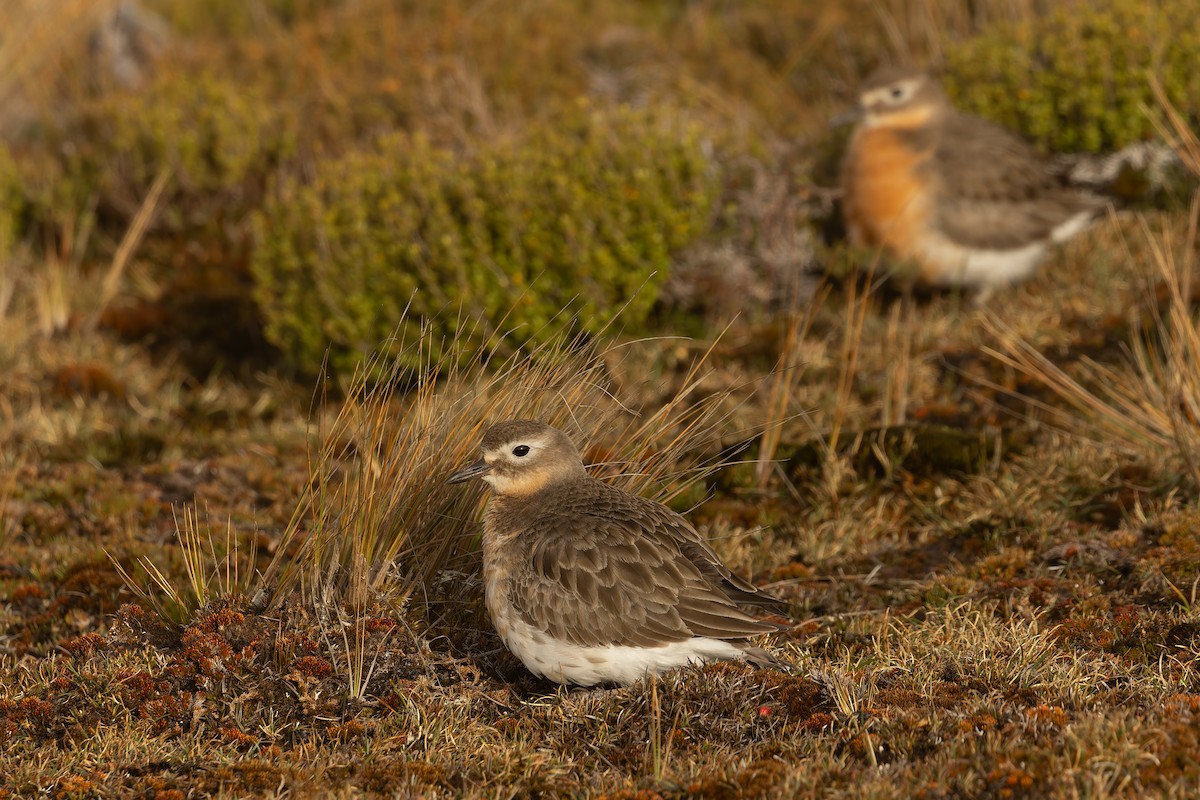 Red-breasted Dotterel (Southern) - ML645289528