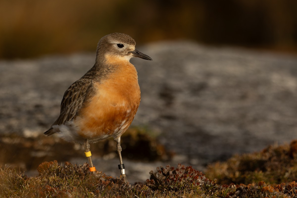 Red-breasted Dotterel (Southern) - ML645289531