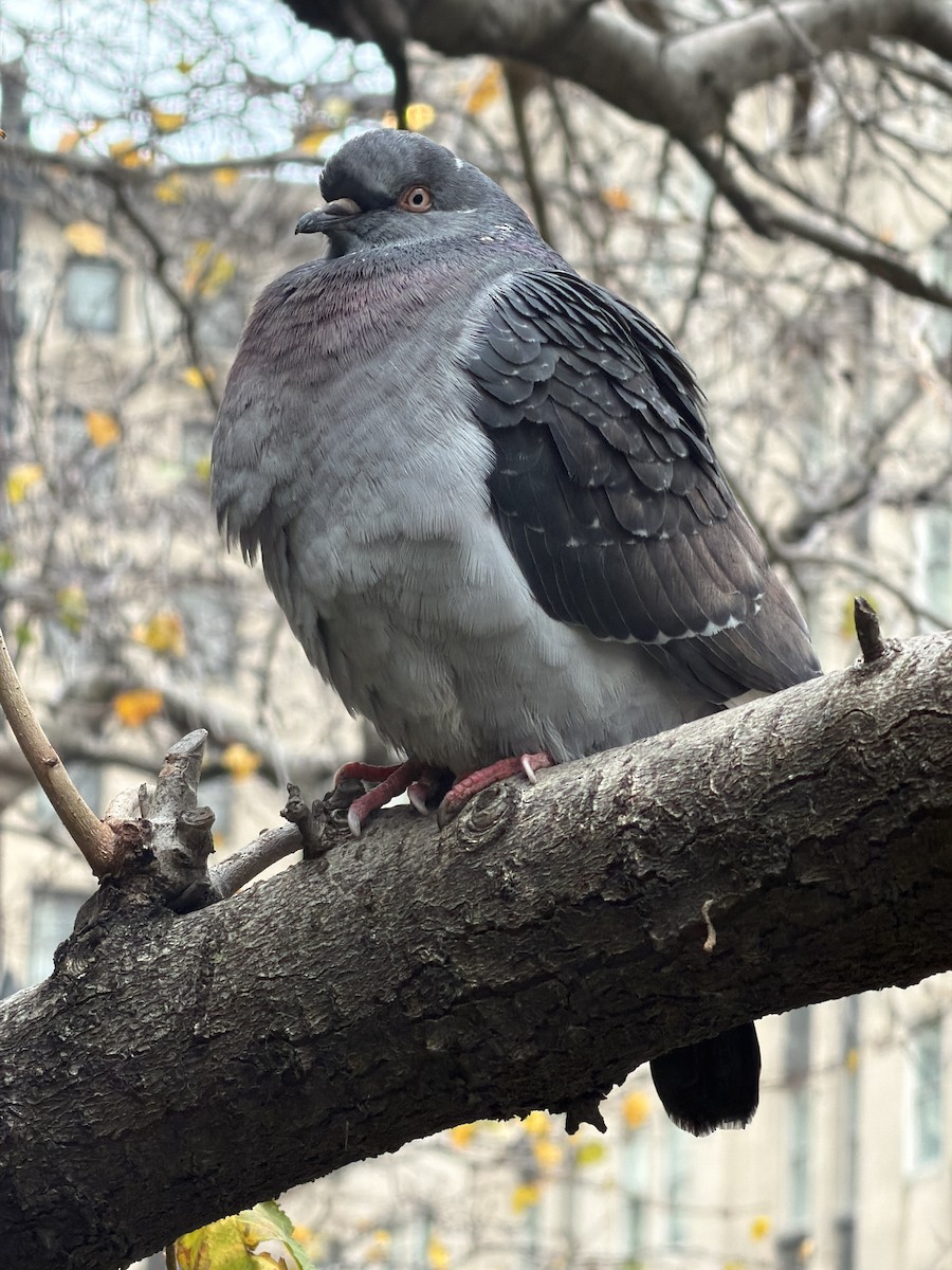 Kaya Güvercini (evcil tip) - ML645289532