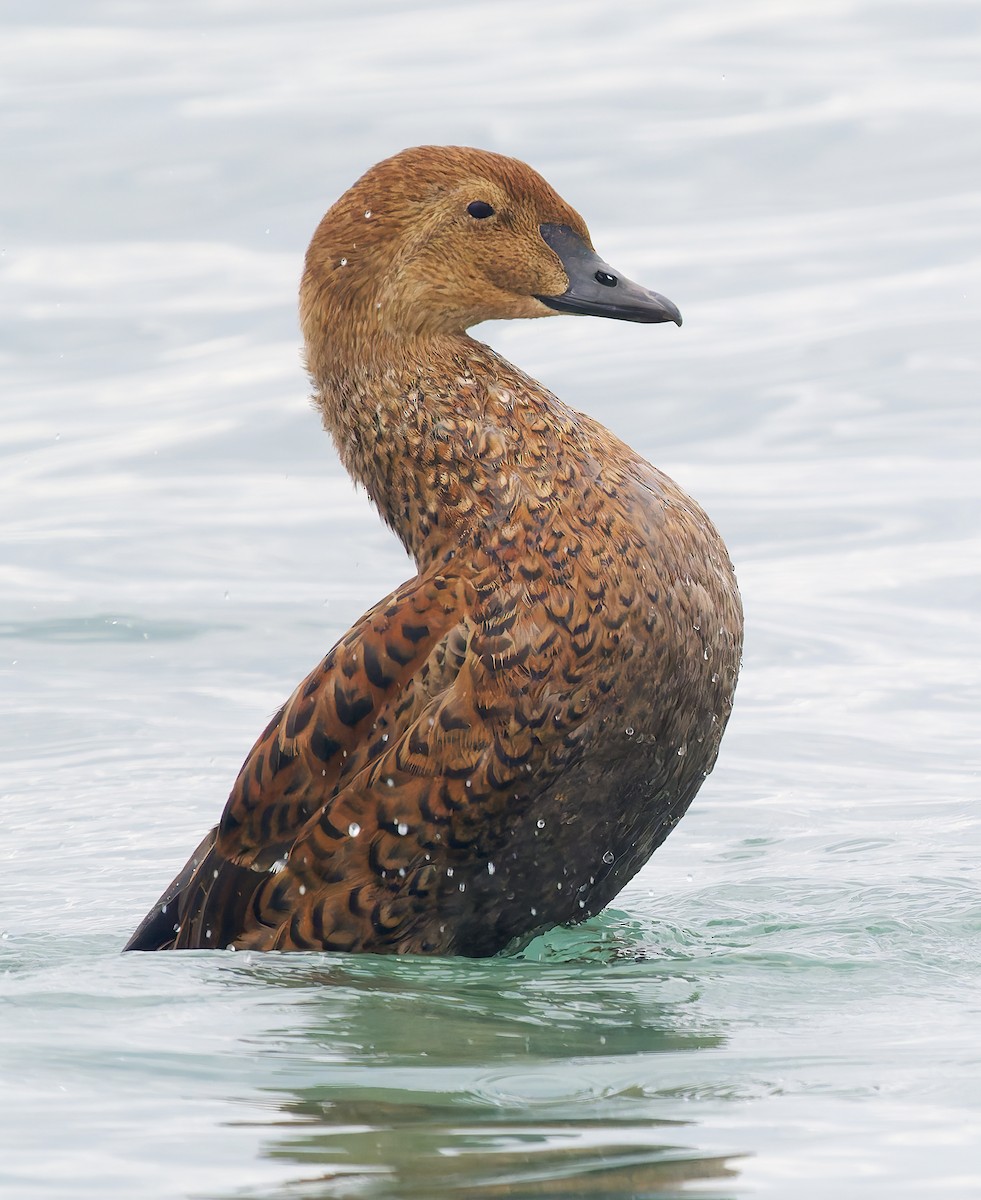 Гага-гребенушка - ML645289533