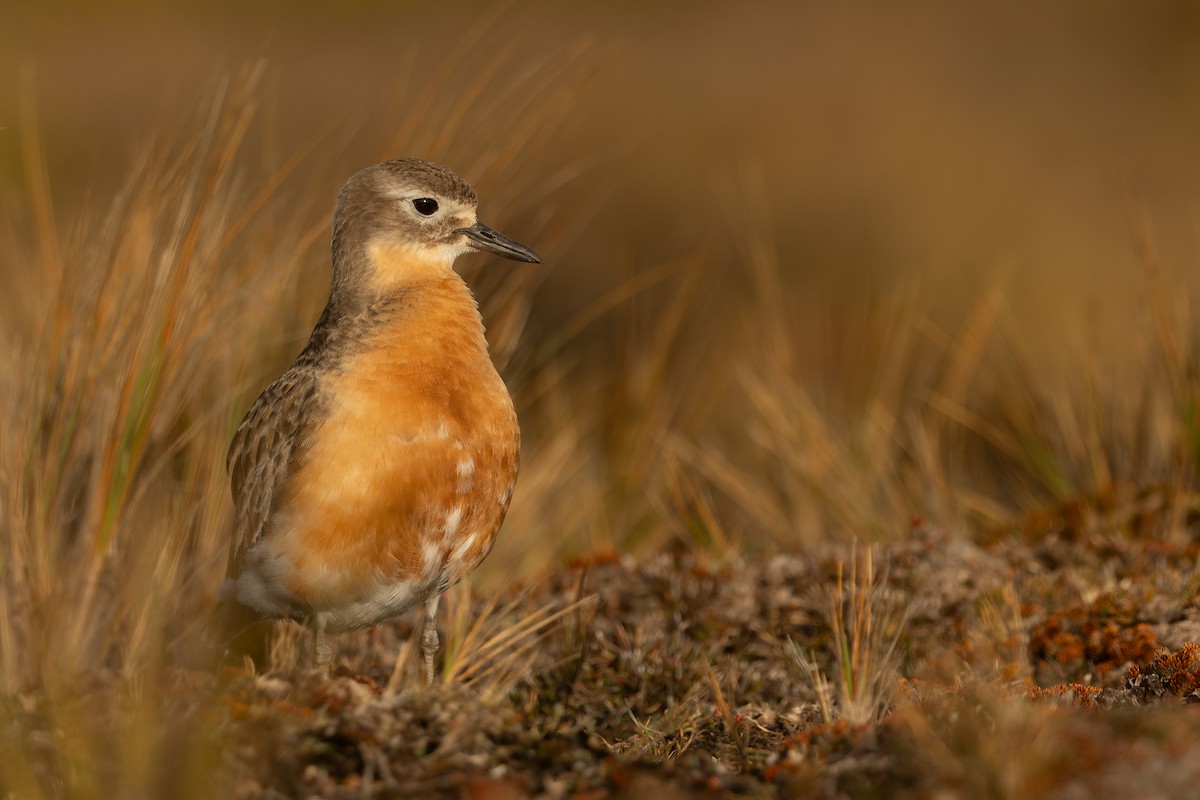 Red-breasted Dotterel (Southern) - ML645289534