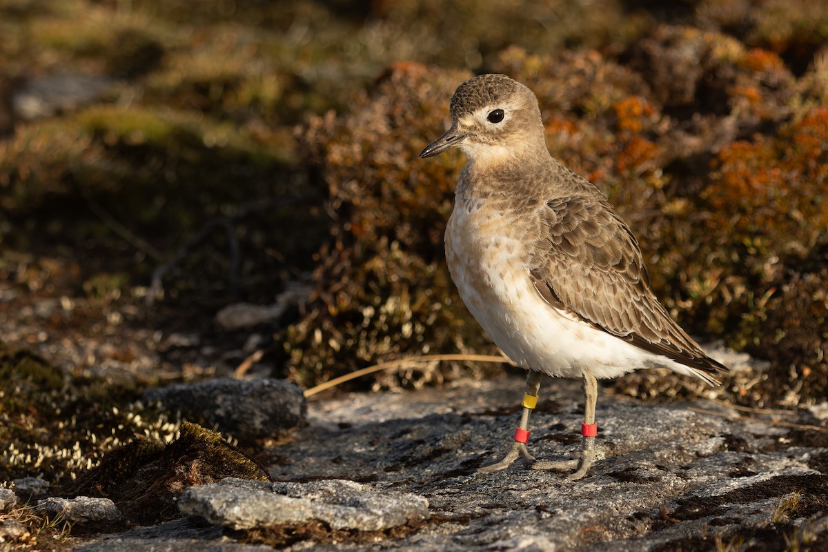 Red-breasted Dotterel (Southern) - ML645289536