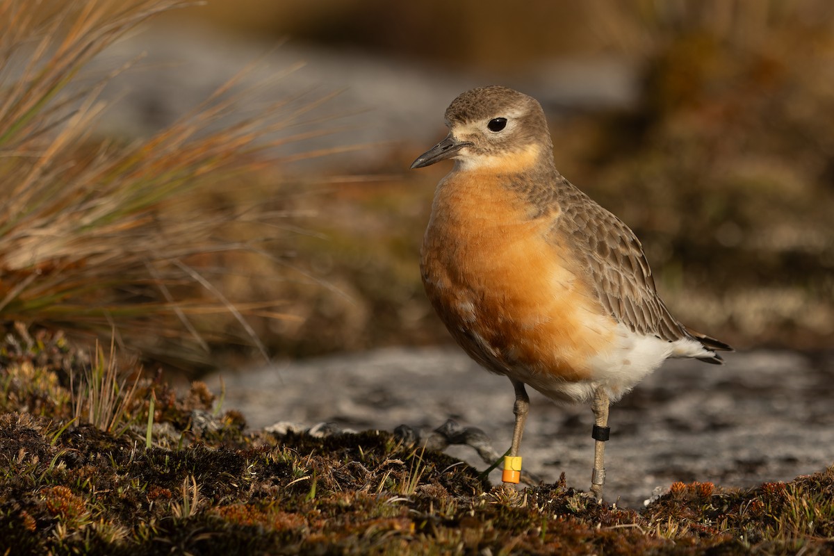 Red-breasted Dotterel (Southern) - ML645289537