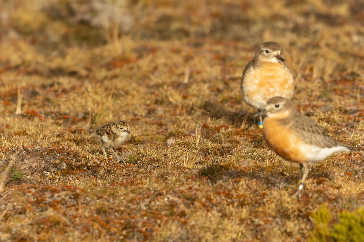Red-breasted Dotterel (Southern) - ML645289538