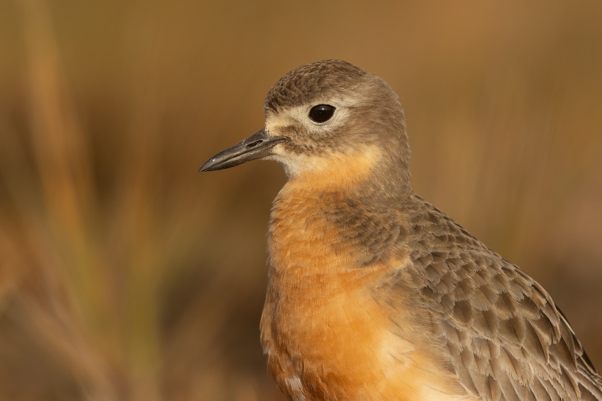 Red-breasted Dotterel (Southern) - ML645289539