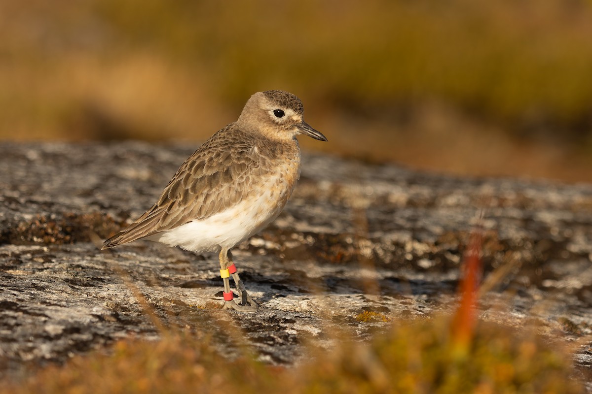 Red-breasted Dotterel (Southern) - ML645289541