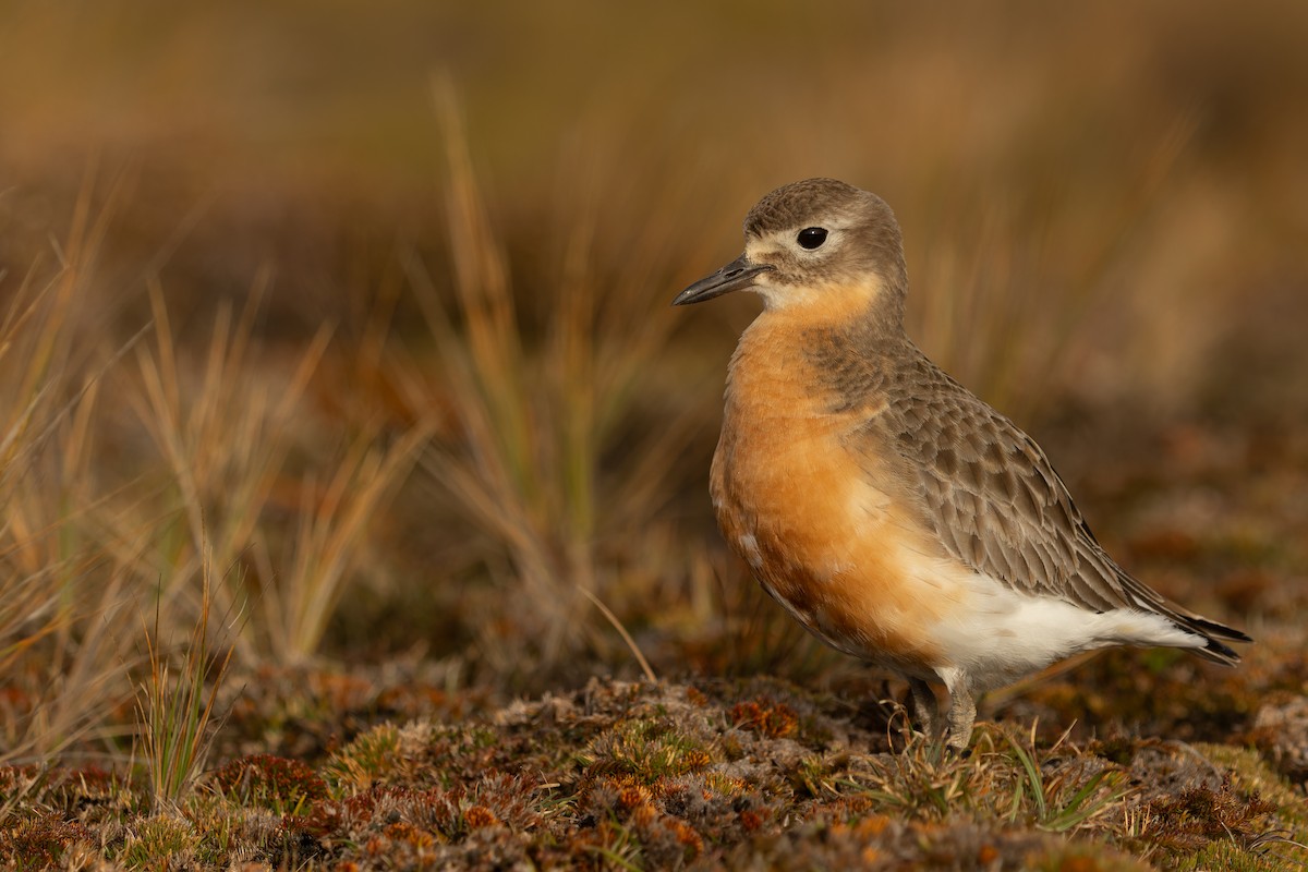 Red-breasted Dotterel (Southern) - ML645289542