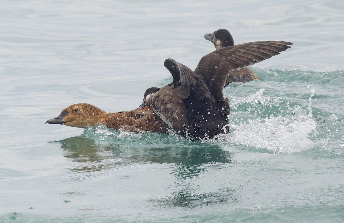 Гага-гребенушка - ML645289547
