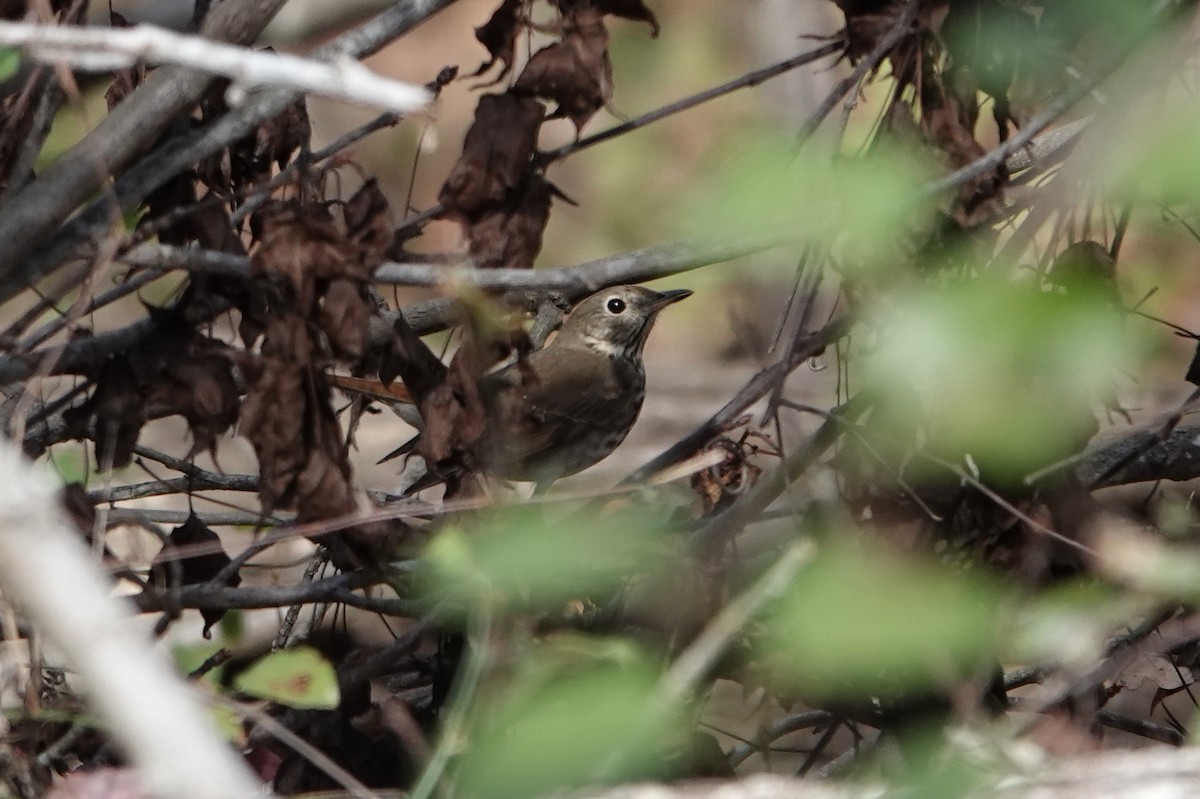 Hermit Thrush - ML645289552