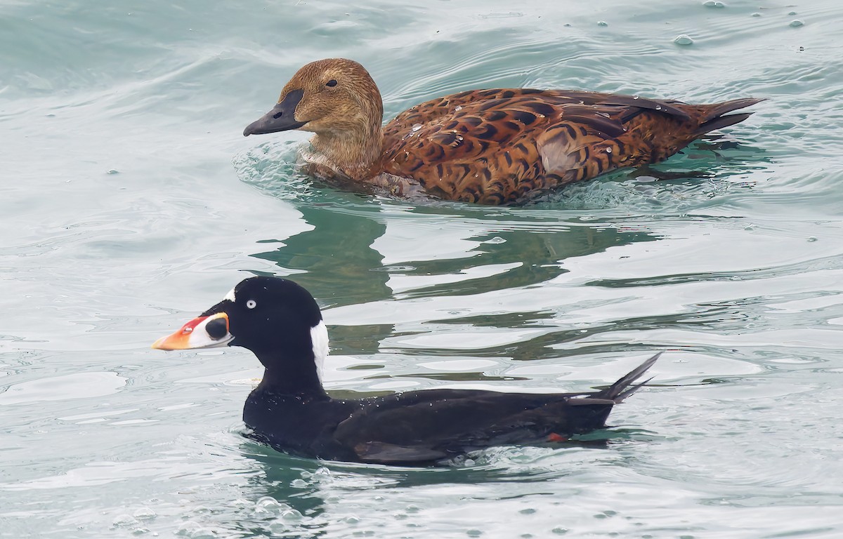 Гага-гребенушка - ML645289553