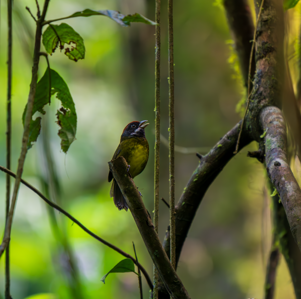 Sooty-faced Finch - ML645289555