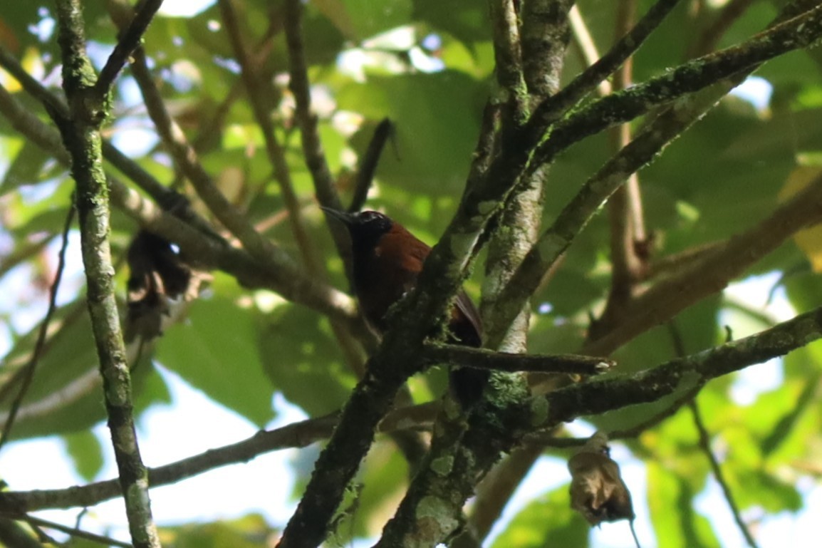 Black-throated Wren - ML645289556