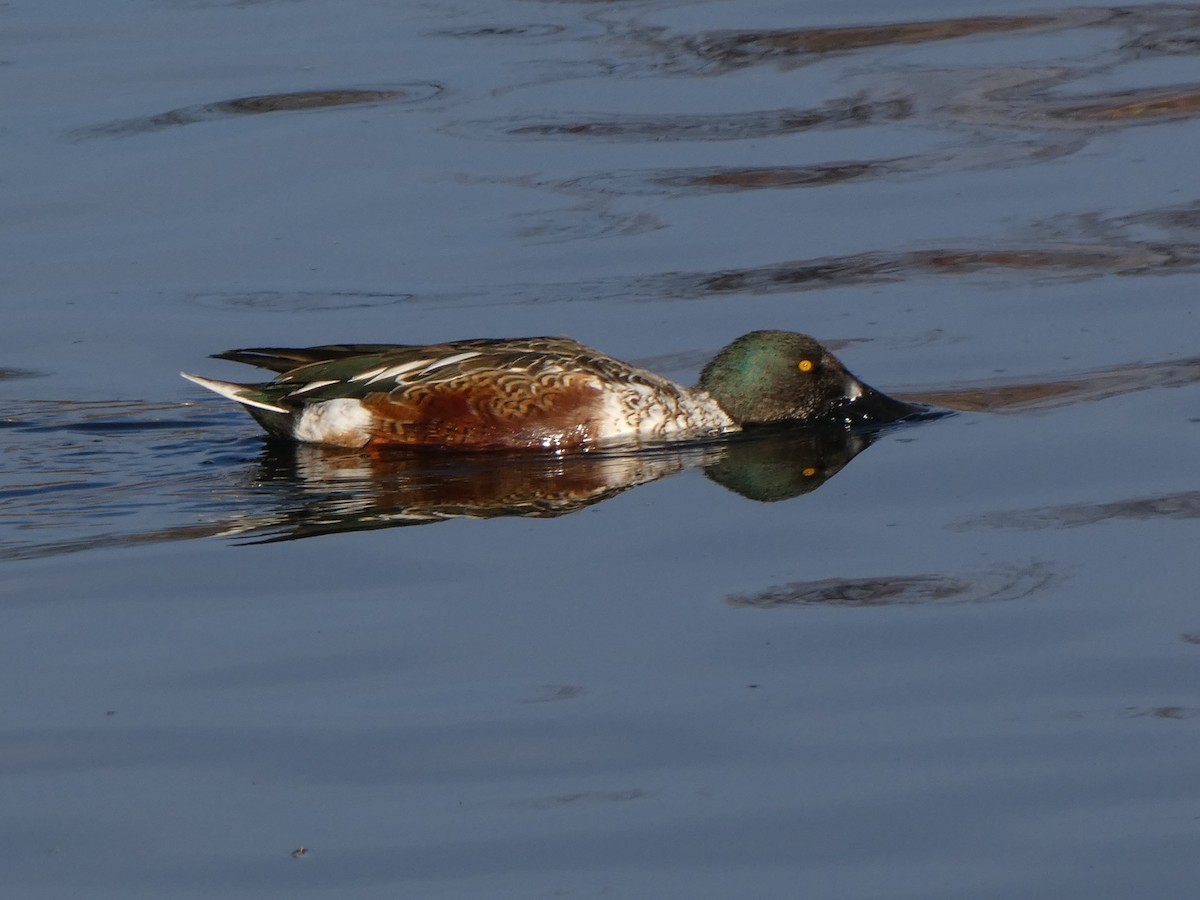 Халбага нугас - ML645289557