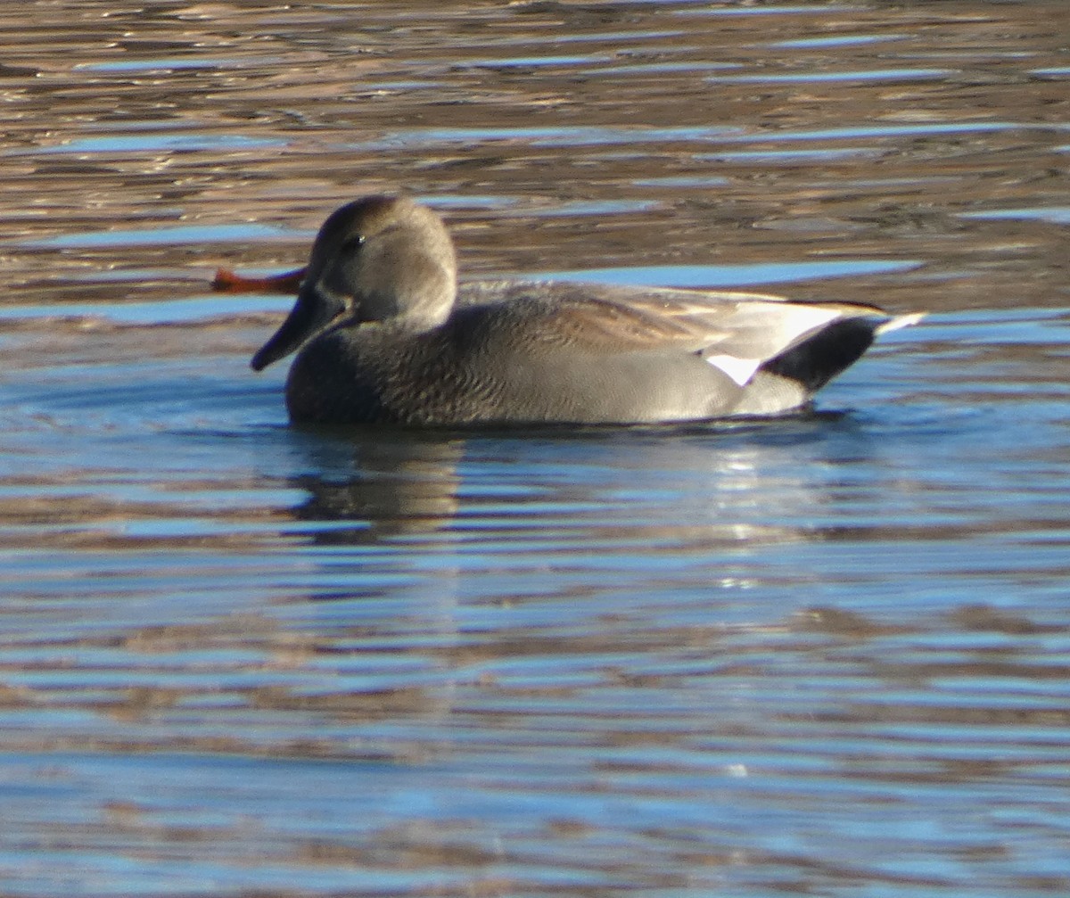 Бор нугас - ML645289563