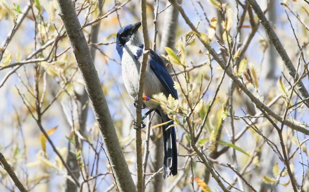 Adalı Çalı Kargası - ML645289566