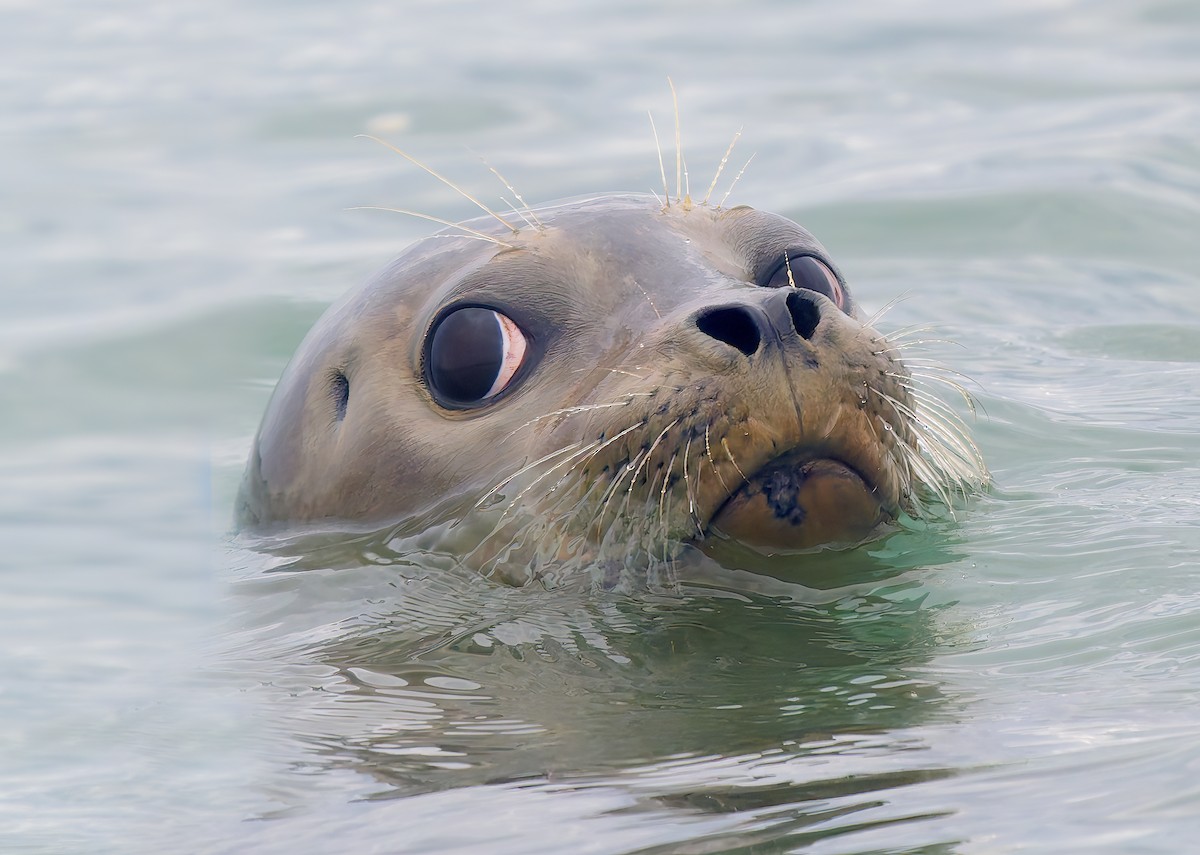 Животные - ML645289567