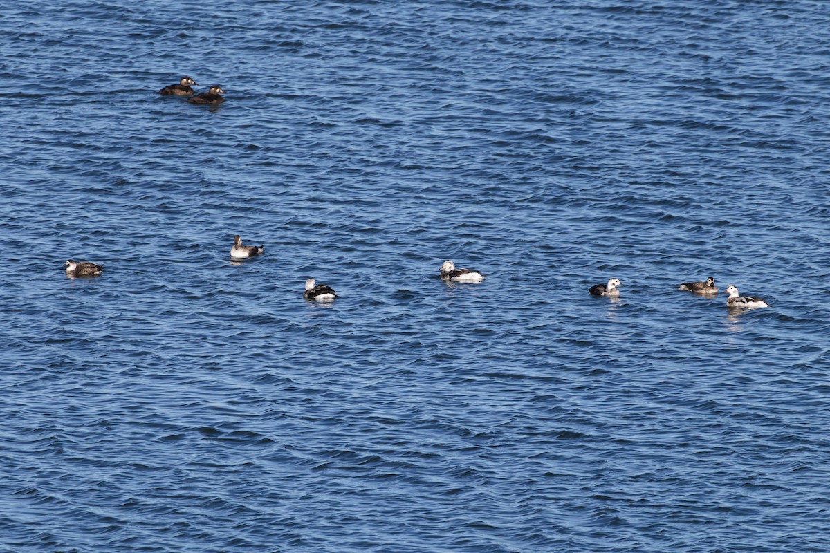 Moretta codona - ML645289569