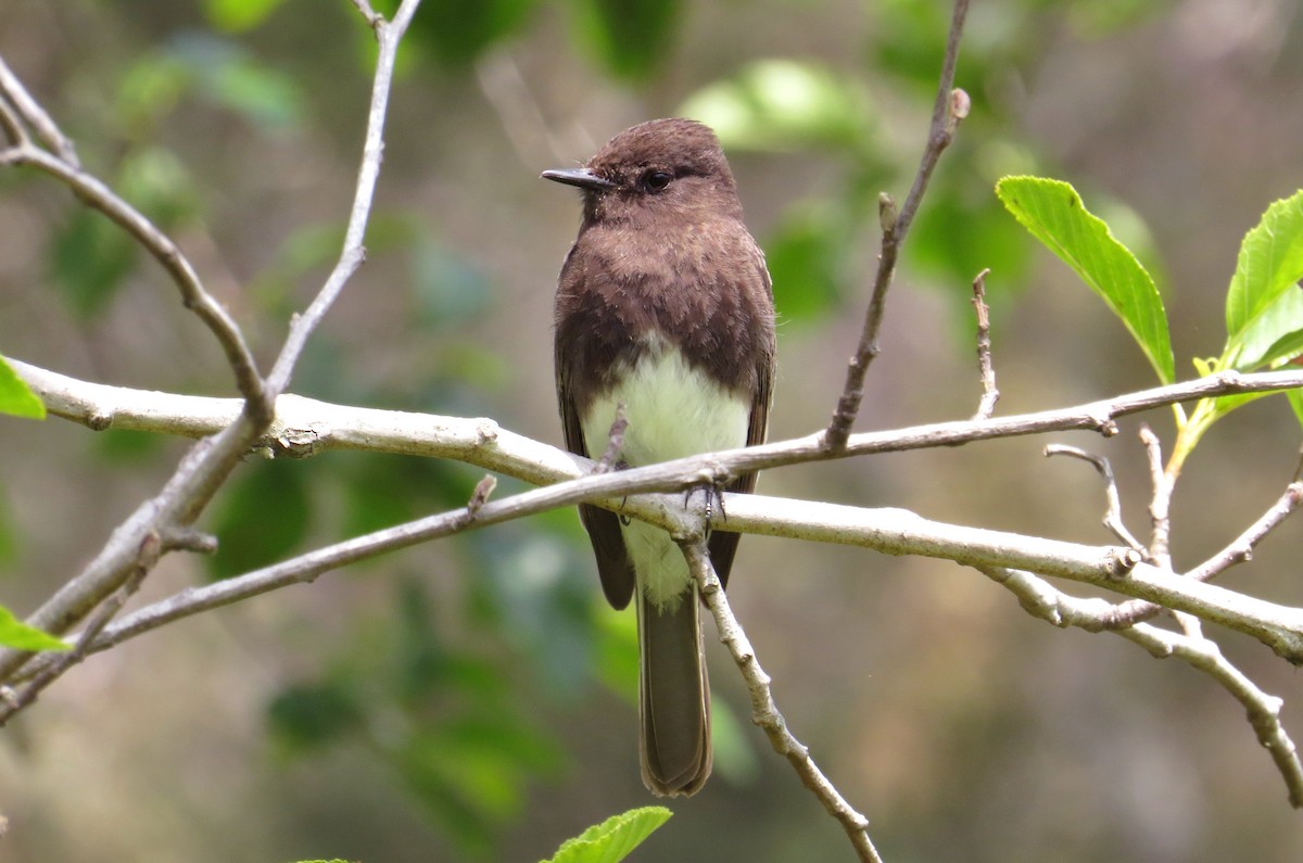 Black Phoebe - ML645289570