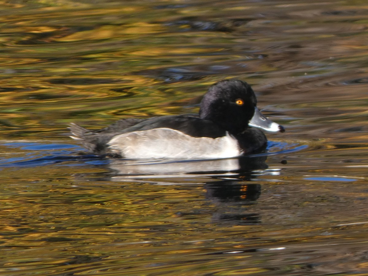 Ring-necked Duck - ML645289571
