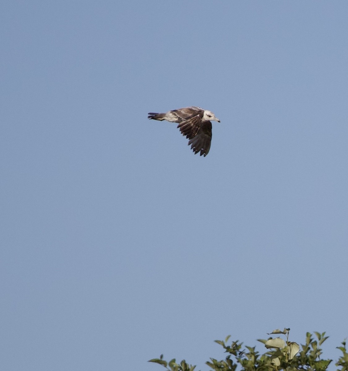 gull sp. - ML645289572