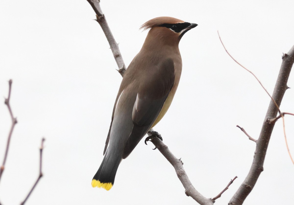Cedar Waxwing - ML645289573