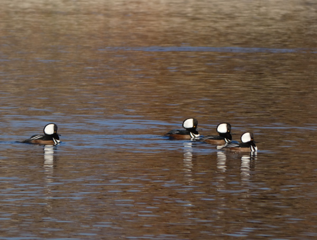 Hooded Merganser - ML645289582